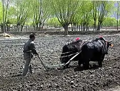 Yaks utilisés pour l'agriculture au Tibet.