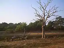 Un arbre mort à proxmité d'une pièce d'eau