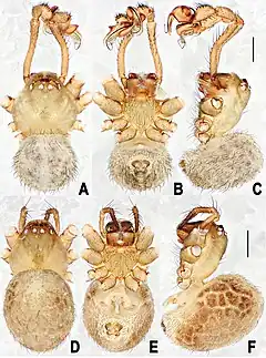 Description de l'image Yamaneta kehen (10.3897-zookeys.870.35971) Figure 4.jpg.