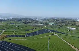 Plantations à Yame, préfecture de Fukuoka.