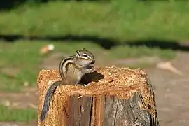 Tamias sibiricus dans le parc national de Katon-Karagay au Kazakhstan. Septembre 2021.