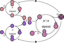 Représentation schématique du cycle de vie de Saccharomyces cerevisiae.