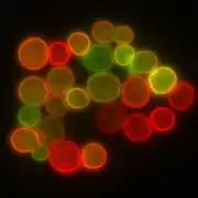 Membrane cellulaire de levure, mise en évidence de structure (en jaune) obtenue par fusion de protéines de la membrane avec deux marqueurs fluorescents (RFP et GFP).