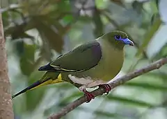 Description de l'image Yellow-Vented Green Pigeon.jpg.