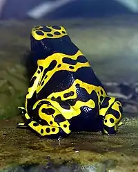 Dendrobates azureus (Dendrobate azuré) et Dendrobates leucomelas (Dendrobate à bandes jaunes) sont vendues dans les magasins animaliers. Ces deux espèces sont actuellement classées comme espèces vulnérables par l'UICN, et à l'annexe II de la CITES,. Les individus vendus de ces deux espèces sont aujourd’hui essentiellement élevées en captivité.