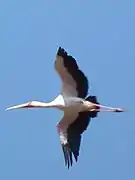 Photo de tantale ibis