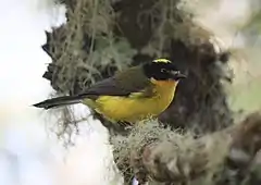 Description de l'image Yellow-crowned Whitestart.jpg.