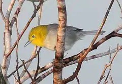 Description de l'image Yellow-headed Warbler (Teretistris fernandinae) cropped.jpg.