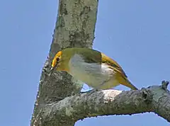 Description de l'image Yellow-ringed White-eye (Zosterops wallacei) (8074129047) (cropped).jpg.