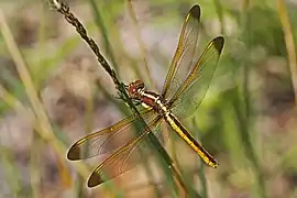 Libellula flavida