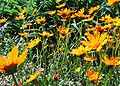 Coreopsis ( Richmond ).