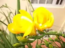 Un freesia double.