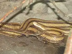 Description de l'image Yellow Rat Snake 002.jpg.