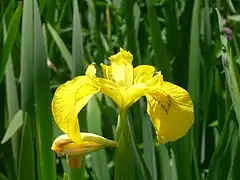 Iris jaune (Iris pseudacorus) dans les fossés humides.