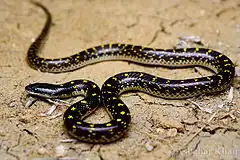 Description de l'image Yellow spotted wolf snake Lycodon flavomaculatus by Ashahar Khan Amravati.jpg.