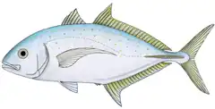 Description de l'image Yellowspotted trevally.png.