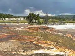 Importants regroupements de bactéries près du Grand Prismatic Spring.