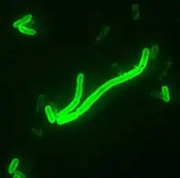 Description de l'image Yersinia pestis fluorescent.jpeg.