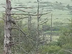 Arbres morts et marais du Yeun Elez