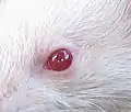 Œil rubis du furet albinos.