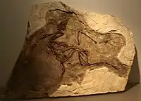 Spécimen fossile de Yixianornis Grabaui exposé au musée.