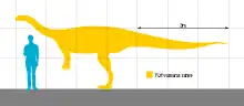 Yizhousaurus taille comparée à l'humain