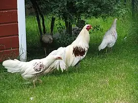 Coq et poules de Yokohama dans un jardin