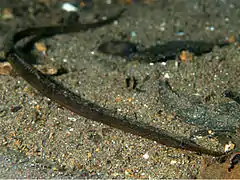 Syngnathus schlegeli