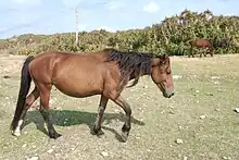 Un cheval Yonaguni bai en train de marché dans un pré.