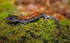 Description de l'image Yonahlossee salamander.jpg.