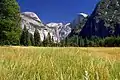 Prairie dans la vallée de Yosemite.