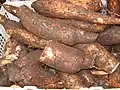 Racines de manioc (Manihot esculenta) appelée localement Yuca.
