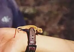 Un bébé caméléon.