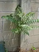 Photographie en couleurs d'un jeune arbre avec une dizaine de grandes feuilles divisées en de nombreux folioles lancéolés, sortant d'un mur de parpaings.