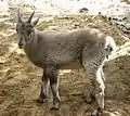 Obelix un jeune bouquetin (Capra ibex)