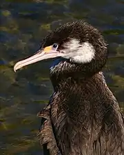 Photographie d'une tête de cormoran.