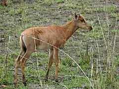 Parc national Kruger, Afrique du Sud.