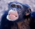 Visage de chimpanzé.