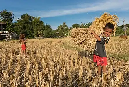 Jeune garçon souriant aidant sa famille en portant une grosse gerbe de riz pendant la récolte dans la campagne sur l'île de Don Xang, Si Phan Don. Octobre 2017.