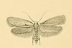 Description de l'image Yponomeuta gigas.JPG.