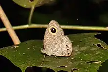 Papillon Ocellé à cinq points ypthima baldus (Nymphalidae)
