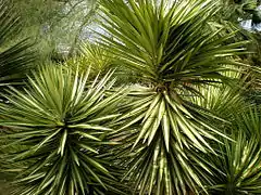 Y. aloifolia Marginata à Barcelone