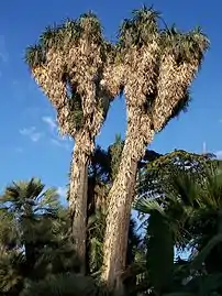 Un très grand yucca avec des feuilles séchées sur ses multiples troncs.