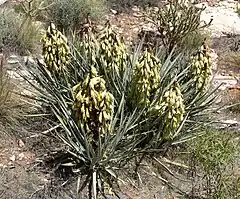 Yucca baccata ou Yucca banane