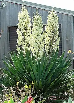 Yucca filamentosa ou Yucca filamenteux