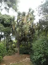 Un vieux sujet de Yucca filifera.