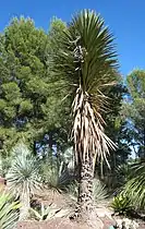 Yucca à tronc unique et inflorescence desséchée au sommet