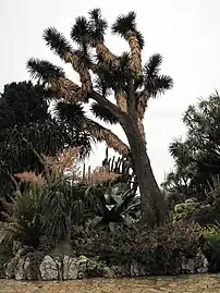 Yucca filifera de grande taille dans un jardin exotique.