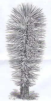 Gravure du Yucca filifera du Plantier de Costebelle en 1876, inflorescence retombante sur un pied unique.