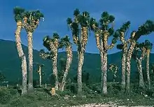 Photographie montrant un alignement de yuccas âgés, au tronc très élevé.